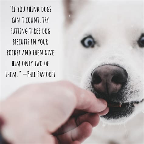 Meaningful Quotes About Dogs Jonsmarie