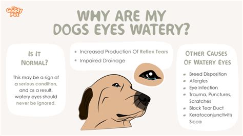 Is It Normal For Dogs To Have Watery Eyes