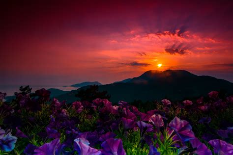 Download Purple Flower Flower Mountain Nature Sunset Hd Wallpaper