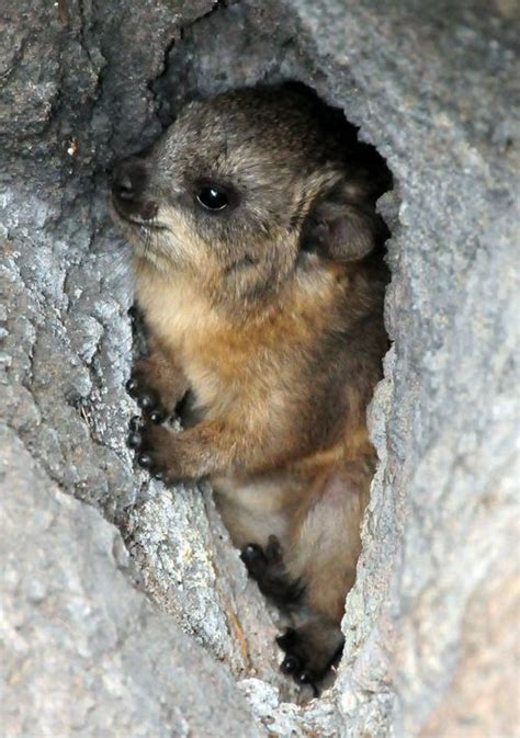 A Rock Hyrax I Saw This In South Africa Baby Zoo Animals Rock Hyrax