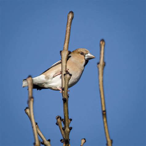 Hawfinch F 2 1 Of 1 Brian Mcgarry Flickr