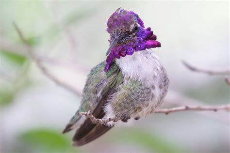 Types Of Hummingbirds In North America Hummingbird Meaning Hummingbird