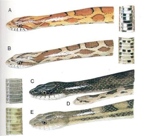 What You Should Know About Rat Snakes In Louisiana Owlcation