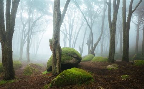 Algae Covered Stones Rocks Green Trees Forest With Fog 4k 5k Hd Nature