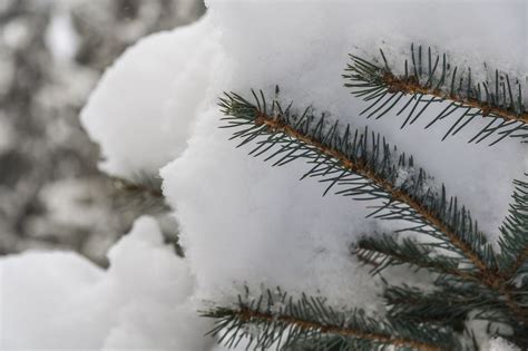Branch Of A Spruce Winter Tree Covered With Snow Winter Trees Snow Tree