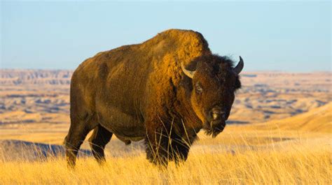 Historic Intertribal Treaty Works To Restore Bison In Western Canada U