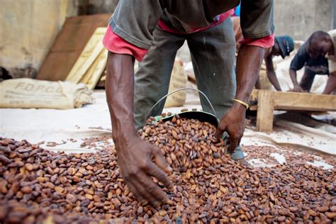 Nestlé Offers Cash Incentives To Cocoa Growers In Bid To Tackle Child