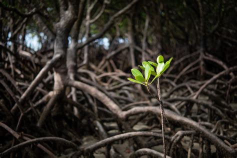 Global Trends In Mangrove Forest Fragmentation Glow The Global