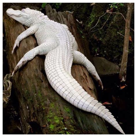 White Alligator Unusual Animals Albino Animals Rare Animals