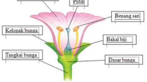 Detail Gambar Bunga Dan Bagian Bagiannya Lengkap Beserta Fungsinya