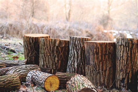 Most of the methods of removing or killing a tree do the job well, but they only concentrate on the tree! How to Kill Tree Stumps Using 6 Unexpected Natural ...