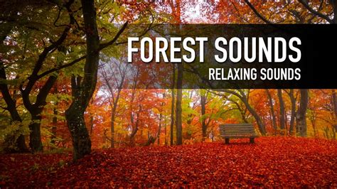 🌳🍁☘forest Sounds Soothing Sounds Of Nature Relaxation Relaxing