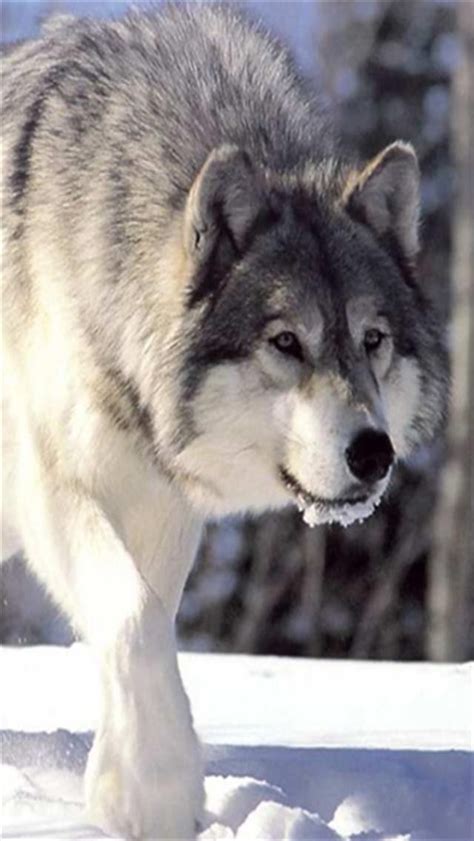 Asal usul anjing | SatwaKita.com