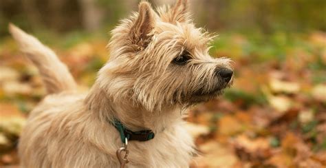 Cairn Terrier Dog Breed Information Breed Advisor