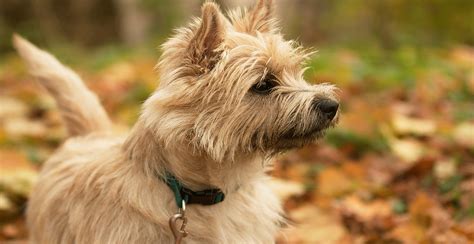 Cairn Terrier Breed Guide Lifespan Size And Characteristics