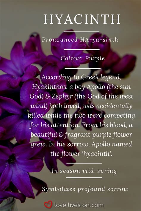 Purple Lilac Flower Meaning Best Flower Wallpaper