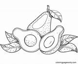 Avocados sketch template