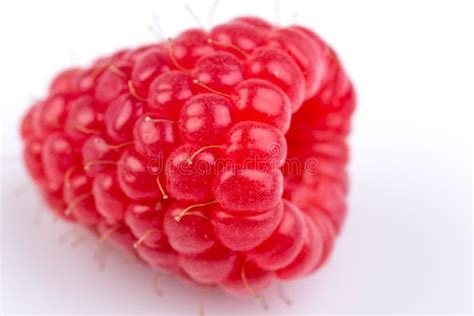 Raspberry On White Background Stock Photo Image Of Vitamin