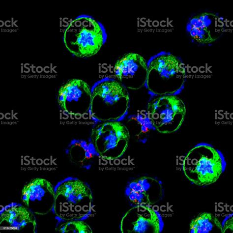 Human Dendritic Cells Stock Photo Download Image Now Istock