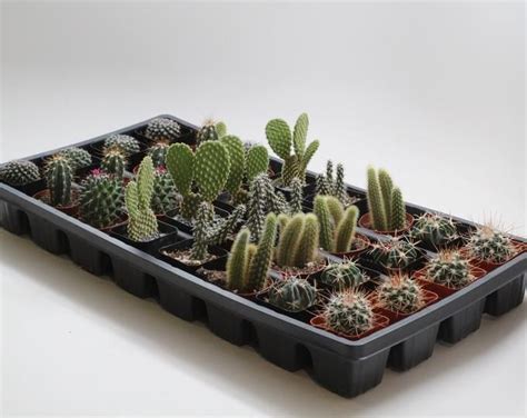 More plants african violets apples azaleas and rhododendrons beans begonias brugmansias camellias cannas carrots. Goat's Horn Cactus Astrophytum capricorne 15 seeds | Etsy ...
