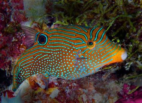 What Is Your Favorite Reef Fish Page 3 Aquarium Advice