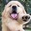 50 Adorable Golden Retriever Puppy Photos  Always Pets