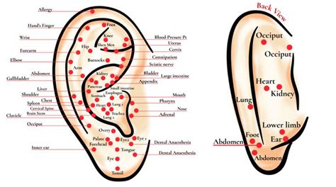 How To Use Reflexology Charts With Spooky2 Spooky2 Reflexology