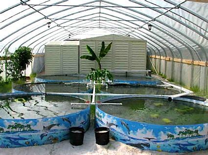 Basically, homestead fish farming is the breeding and culture of fish for both consumption and retail. Local Aquaculture | Tilapia farming