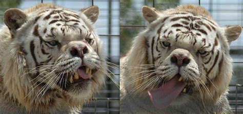 • 2,7 млн просмотров 5 лет назад. Animalia en peligro.: Kenny, el primer tigre con Síndrome ...