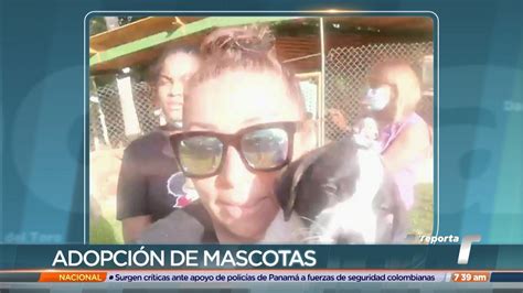 Telemetro Reporta on Twitter VÍDEO Fundación en Panamá Oeste tiene perritos rescatados