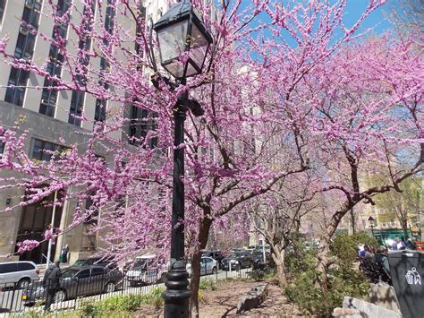 Adventures For Anyone Its Spring In New York City Latest Tips For