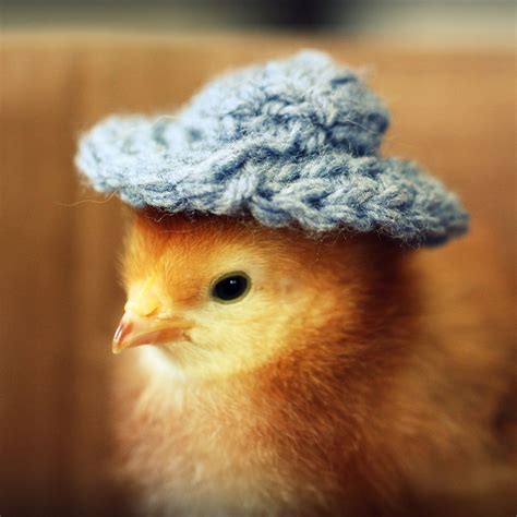 Pin By Litho On Cheeko Cute Chickens Baby Chickens Cute Animals