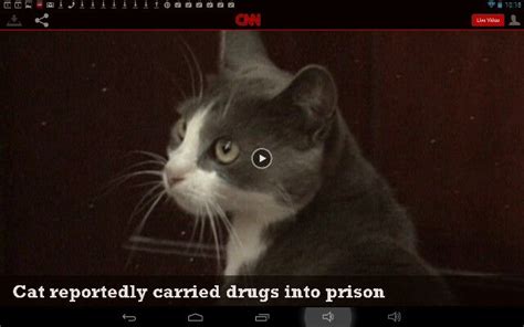 Cnn Video On Drug Carrying Cats With Images Cat S Silly Dumb And Dumber