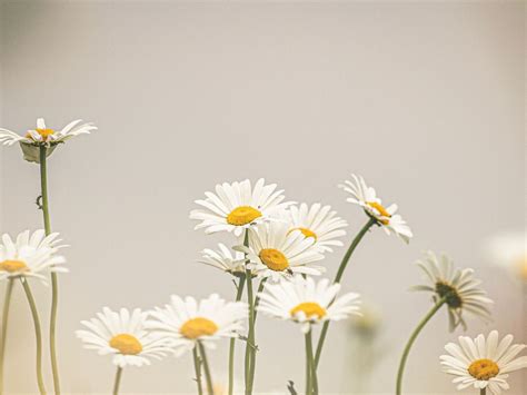 Daisies Wallpaper In X Resolution