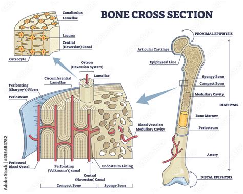 Bone Cross Section And Isolated Anatomical Detailed Structure Outline