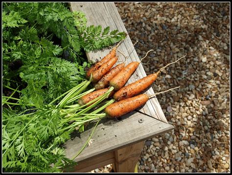Marks Veg Plot Carrots