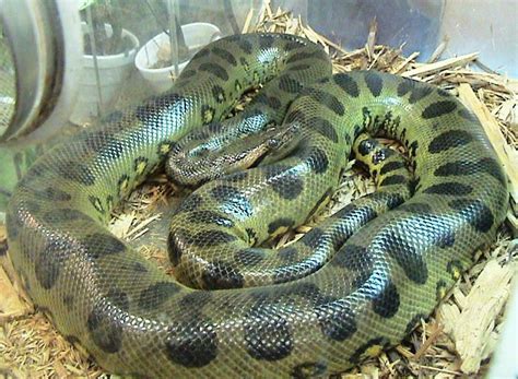Green Anaconda Wikipedia