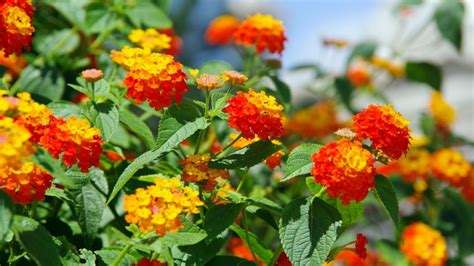 Growing Lantana Plants How To Plant And Care For Lantana Flowers