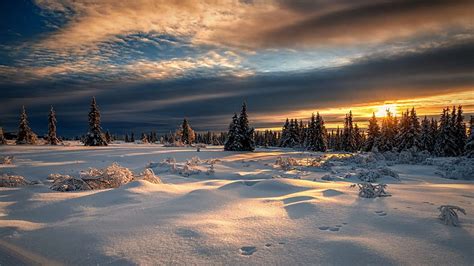 Winter Forest Snow Sunset Norway Norway Arctic Circle Hd