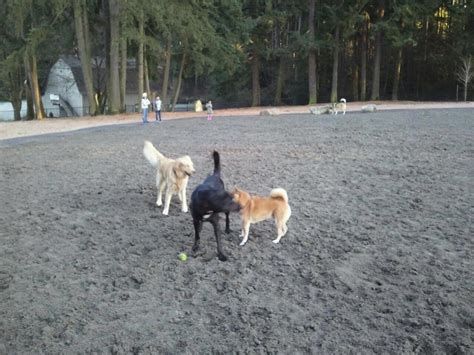 Ccl surgery for dogs includes a number of different techniques that aim to provide stability to the joint. TPLO Surgery Advice | Dog Knee Injury