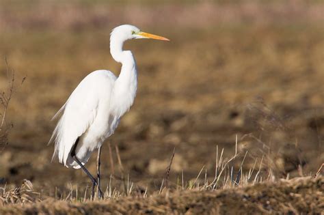 Un grande airone, snello ed immacolato, con collo lungo e sottile, e lunghe piume sulla parte alta durante la stagione della cova le scapolari allungate formano un mantello cascante bianco che si. Airone bianco maggiore, il signore delle zone umide - La ...