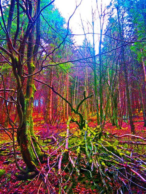 Rainbow Forest Enchanted World Enchanted Visions Colors Th Flickr