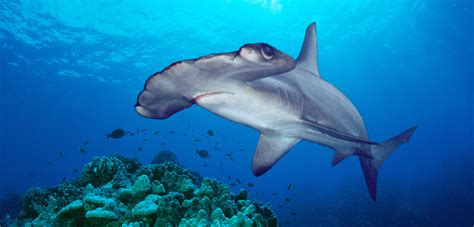 Scientists Discover A Likely Hammerhead Shark Nursery Hakai Magazine