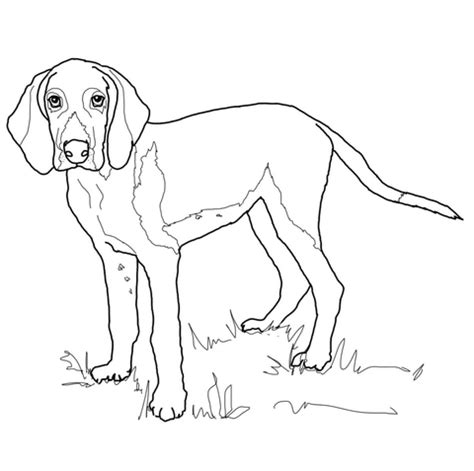 american foxhound coloring page  printable coloring pages