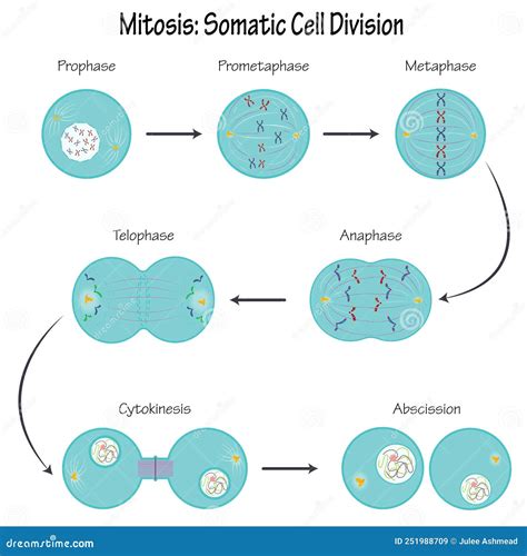Mitosis: Somatic Cell Division Science Vector Diagram Stock Vector