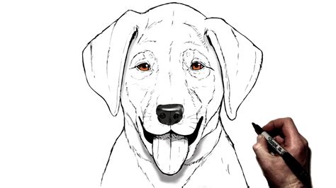 How To Draw A Labrador Puppy Step By Step Youtube