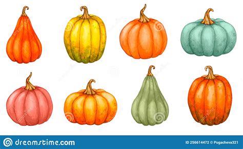 A Large Set Of Pumpkins Of Different Shapes And Colors Stock
