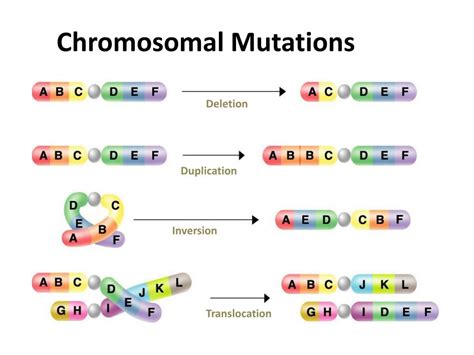 Ppt Chapter 13 3 Mutations Powerpoint Presentation Free Download