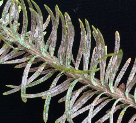 · pulmonary tuberculosis (in small amount of inflammatory fluid in. Landscape Message: May 1, 2015 | UMass Center for ...