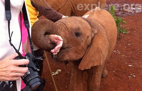 This Orphaned Baby Elephant At The David Sheldrick Foundation Is Out